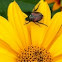 Japanese beetle  