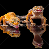 Geckos by Aditya Permana -  