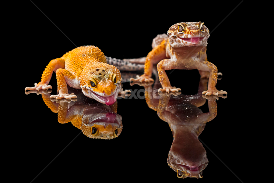 Geckos by Aditya Permana - Animals Reptiles