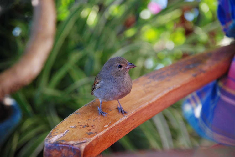 A St. Lucian bullfinch pops in for a visit.