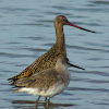 marbled godwit