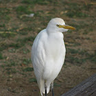 Cattle Egret