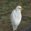 Cattle Egret