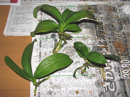 胡蝶蘭の株分け 植え替え作業内容報告 後編 てきとう園芸日記 楽天ブログ