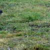 Common Blackbird/Crni kos