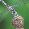 Blue Dasher (Female)