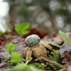 False earthstar