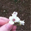 Bradford Pear Tree flower