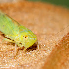 Leafhopper