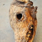 Mummified Dog or fox skull?
