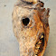 Mummified Dog or fox skull?