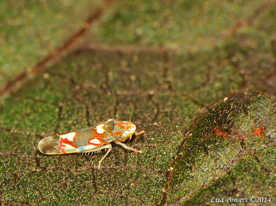 Virginia Creeper Leafhopper
