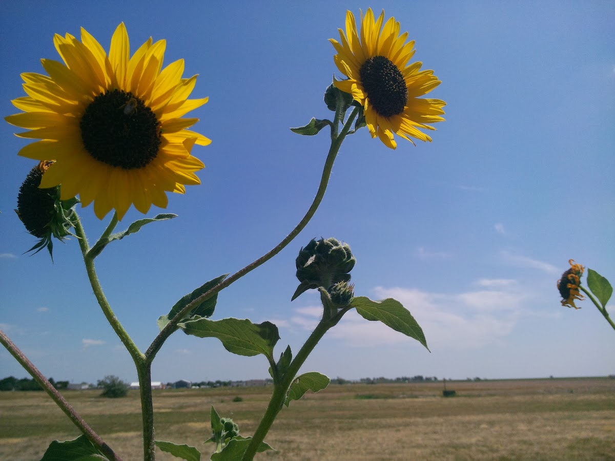 Sunflower