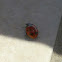 Eleven-spotted Ladybird