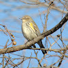 Yellow-rumped Warbler