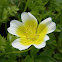 Poached egg plant