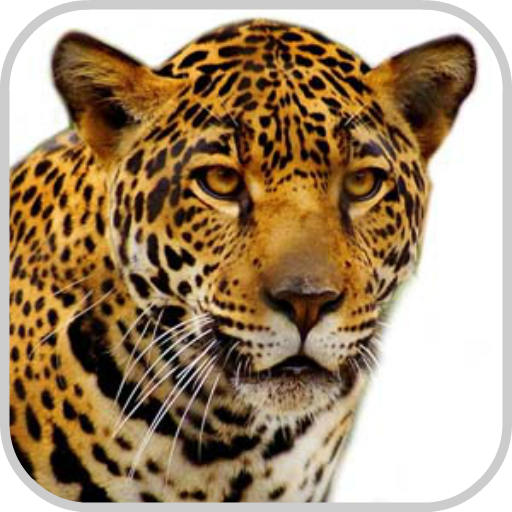 How To Draw Cheetah Animal 漫畫 App LOGO-APP開箱王