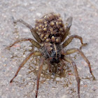 Wolf Spider with Spiderlings