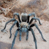 Desert Tarantula