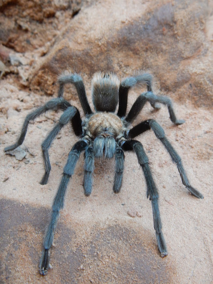 Desert Tarantula | Project Noah