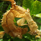 spiny leaf insect exuvia