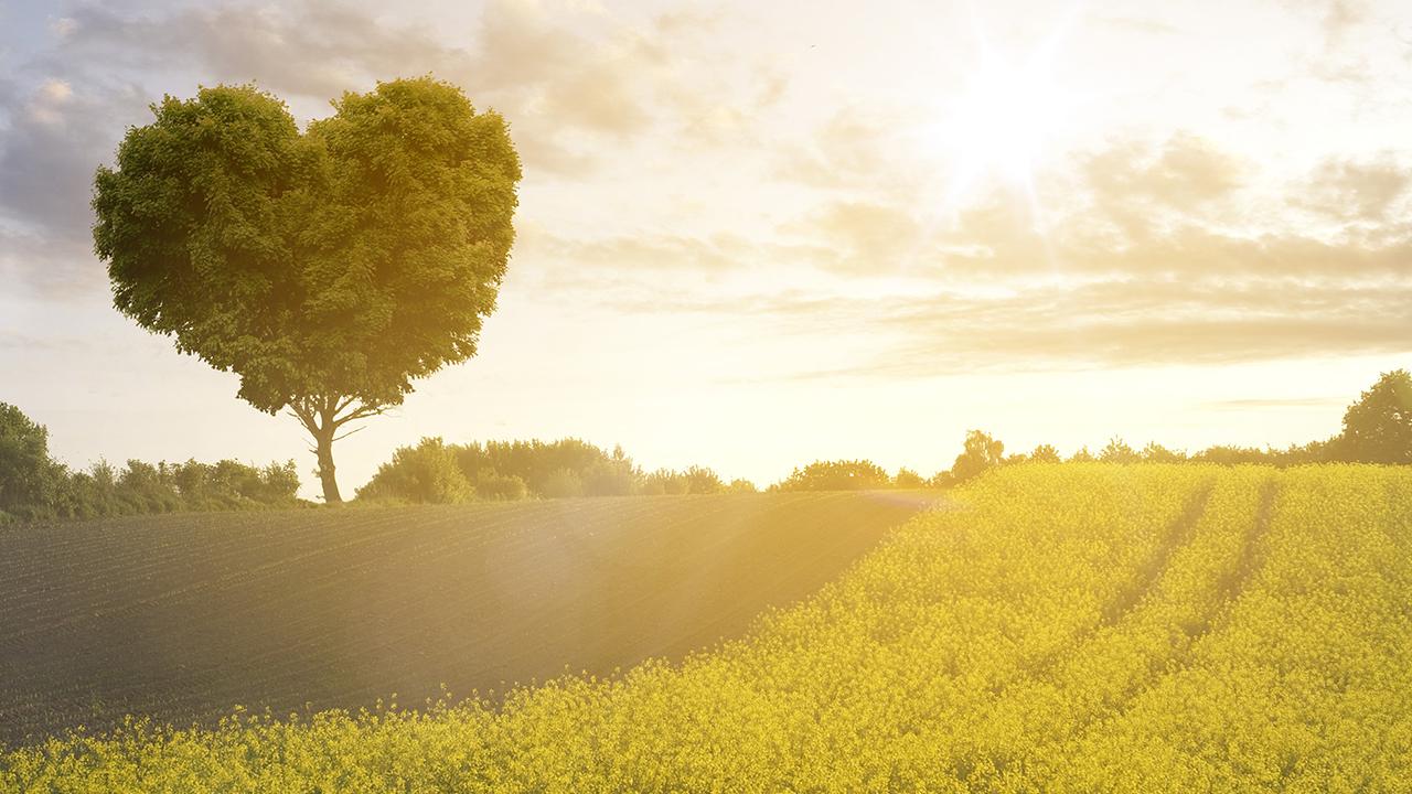 Love Tree Live Wallpaper - Android Apps on Google Play