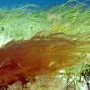 unnamed algae