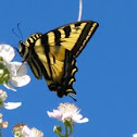 Canadian Tiger swallowtail butterfly