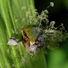 entomopathogenic fungus on shield bug