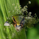 entomopathogenic fungus on shield bug
