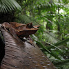 Malayan leaf frog, Long-nosed horned frog