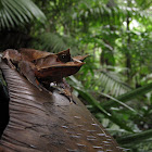Malayan leaf frog, Long-nosed horned frog