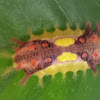 Cup Moth Caterpillar