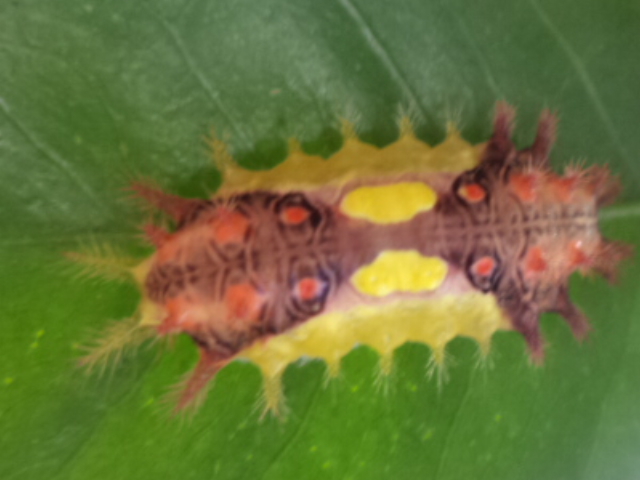 Cup Moth Caterpillar