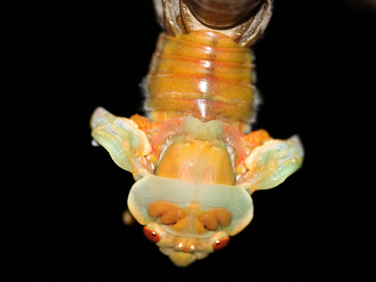 Masked devil cicada emerging