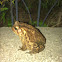 Eastern American toad