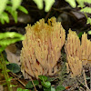 Meadow Coral