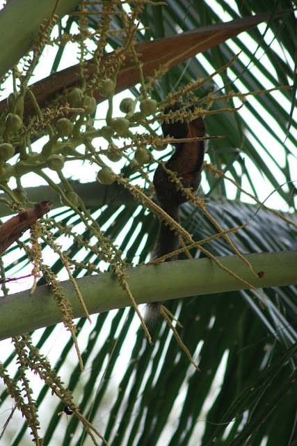 Ecureuil dans palmier