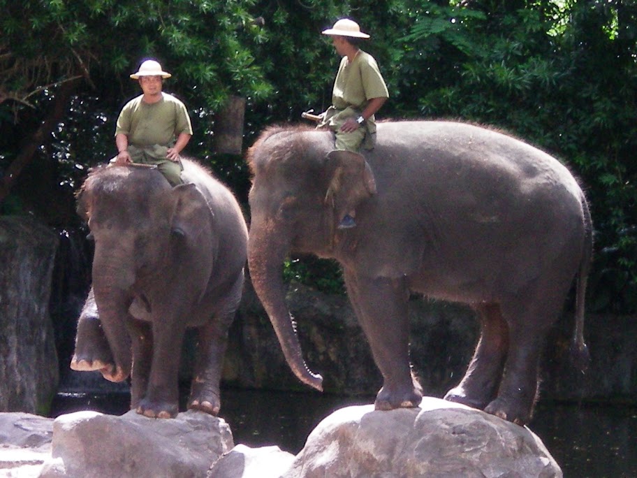 2 éléphants sur leur rocher