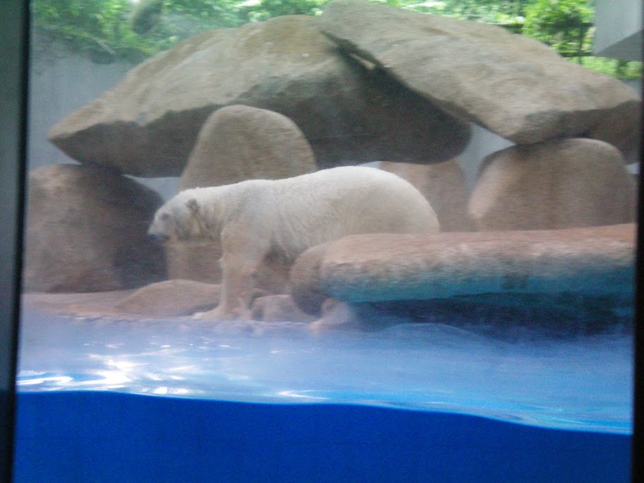 ours blanc