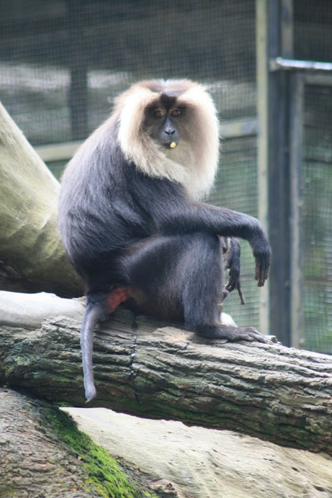 Singe qui mange