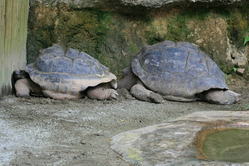 Tortues géantes