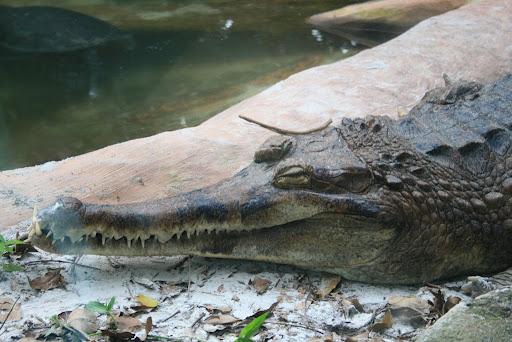 les dents d'un Croco