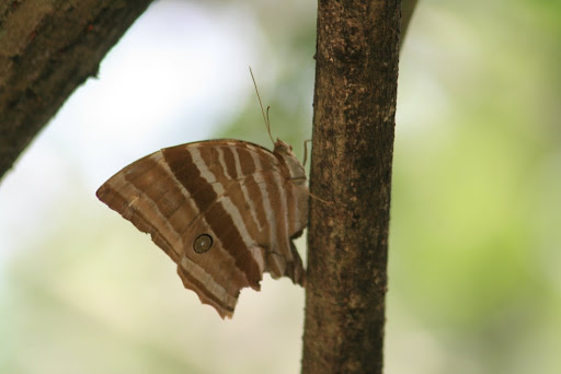 Papillon tigré