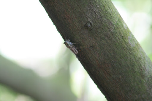 Sorte de cigale très bruyante