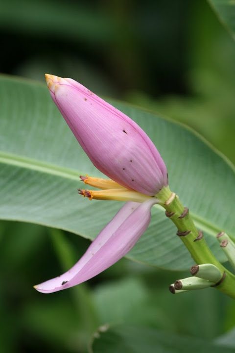 Fleur de bananier