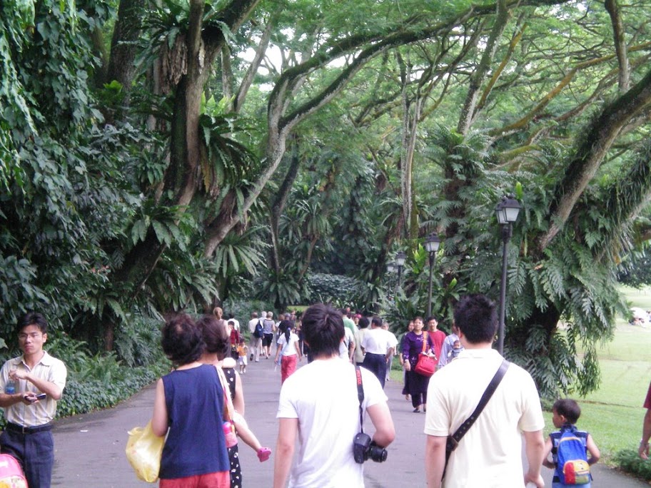 randée de Rain Trees