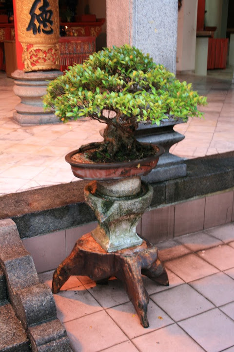 Bonsaï dans la cour intérieure