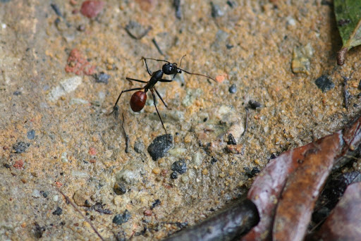Fourmi géante