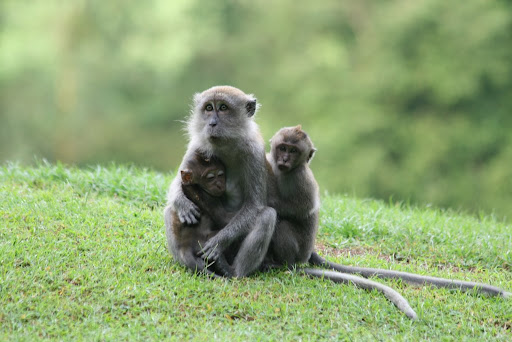 Maman singe et ses 2 bébés